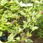 Cuphea carthagenensis Blomst