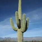 Carnegiea gigantea Bark