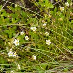 Sabulina verna Feuille