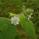 Miconia octona Λουλούδι