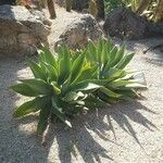 Agave attenuata Blatt