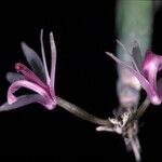 Scaphyglottis stellata Цветок