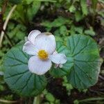 Begonia fischeri Кветка