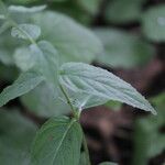 Epilobium montanum Φύλλο