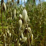 Avena sativa Fruto