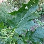 Datura ferox Ліст