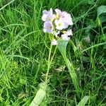 Cardamine pratensisBlüte