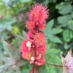 Ricinus communisFlower