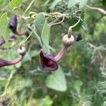 Aristolochia baeticaŽiedas