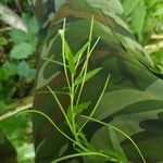 Epilobium roseum Flors