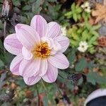 Dahlia merckii Flower