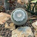 Mammillaria albilanata Leaf