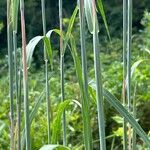 Andropogon gerardi Leaf