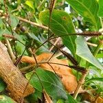 Pisonia aculeata फल