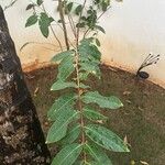 Lagerstroemia speciosaList