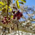 Akebia quinata Fruit