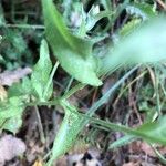 Cyanus segetum Leaf