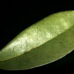 Guapira salicifolia पत्ता