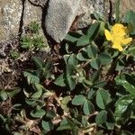 Potentilla brauneana Blomst