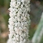 Phleum pratense Kukka