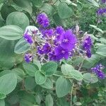 Tibouchina heteromalla പുഷ്പം