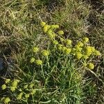 Bupleurum petraeum Flower