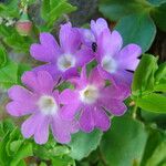 Primula hirsuta Flower