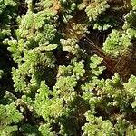 Azolla caroliniana Φύλλο