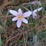 Colchicum alpinum Fiore