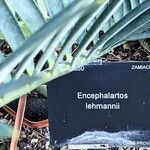 Encephalartos lehmannii Anders