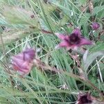 Comarum palustre Flower