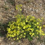 Oenothera rhombipetalaFlower