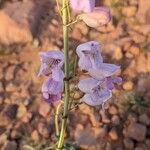 Penstemon palmeri