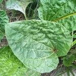 Plantago majorপাতা