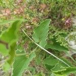 Aristolochia pistolochia Blad