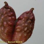 Nigella nigellastrum Плод