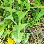 Taraxacum cucullatiforme Likasa