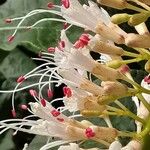 Aesculus parviflora Fiore