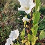 Calystegia sepium Floare