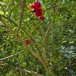 Rosa × odorata Habitus