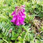 Hedysarum hedysaroides Flower