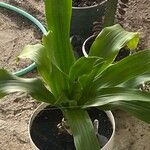 Dracaena arborea Hoja