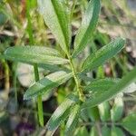 Cardamine pratensis Blad