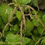 Urtica morifolia Autre