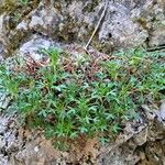 Saxifraga cuneata Habit