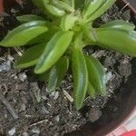 Peperomia dolabriformis Liść