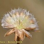 Armeria canescens Fruct