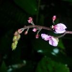 Desmodium axillare その他の提案