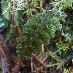 Hymenophyllum hirsutum Leaf