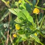 Medicago lupulina Flower